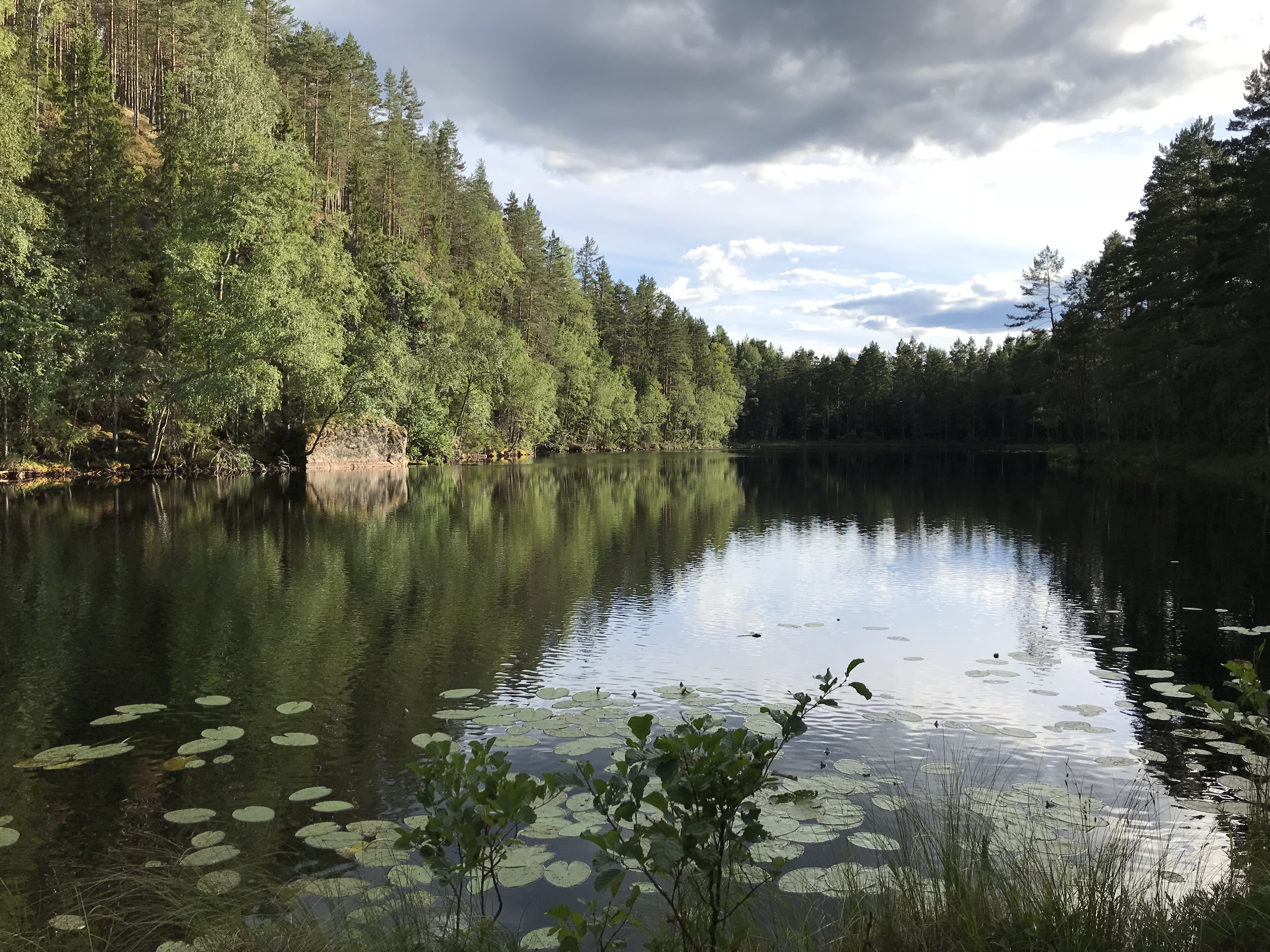 Wald_Schweden